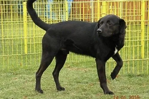 Tramp - szukam domu, czy ktoś ma wolny kąt??,  pod