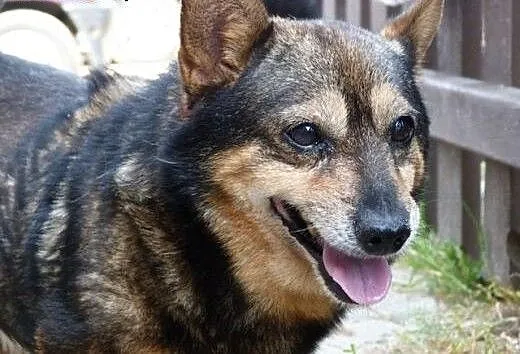 Mikro staruszek do adopcji, mazowieckie Warszawa