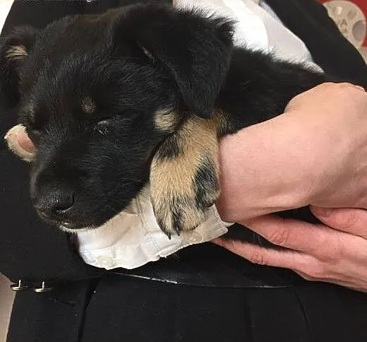 Szczeniak do adopcji, świętokrzyskie Ostrowiec Św