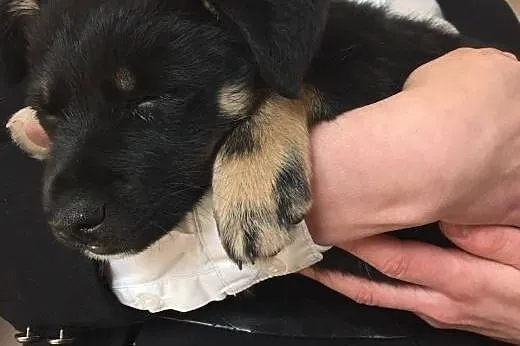 Szczeniak do adopcji,  świętokrzyskie Ostrowiec Św