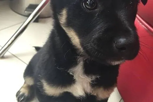 Szczeniak do adopcji,  świętokrzyskie Ostrowiec Św