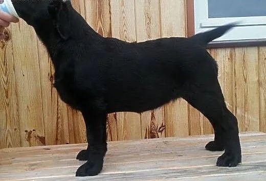 śliczne sunie labradora gotowe do wpólnych spaceró