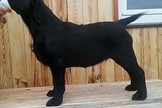śliczne sunie labradora gotowe do wpólnych spaceró