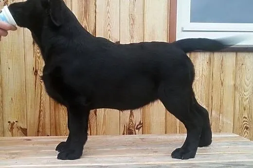 śliczne sunie labradora gotowe do wpólnych spaceró