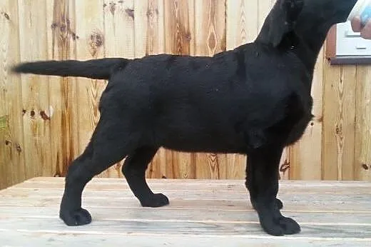 śliczne sunie labradora gotowe do wpólnych spaceró