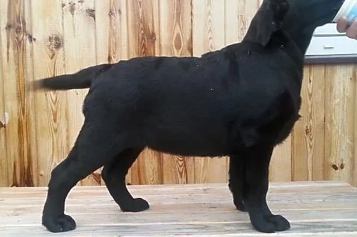 śliczne sunie labradora gotowe do wpólnych spaceró