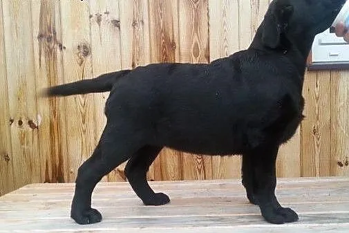 śliczne sunie labradora gotowe do wpólnych spaceró