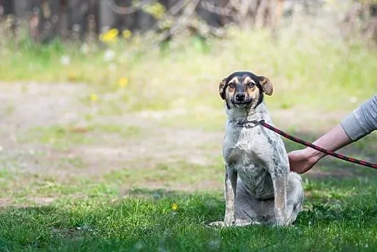 Roczna, bardzo sympatyczna i milutka Mersi ADOPCJA