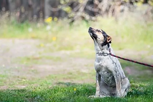 Roczna, bardzo sympatyczna i milutka Mersi ADOPCJA