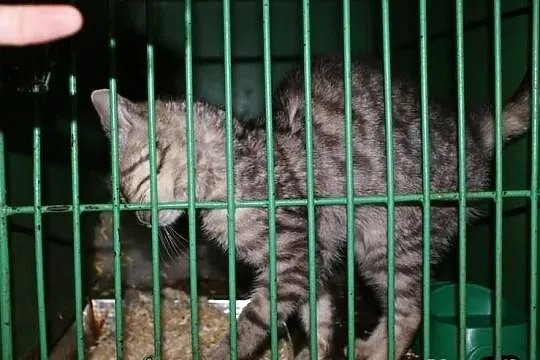 Śliczne maluszki ze schroniska w Czartkach czekają