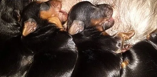 Yorkshire Terrier , łódzkie Zduńska Wola