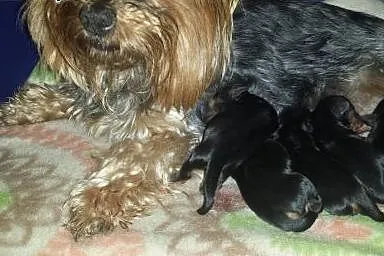 Yorkshire Terrier ,  łódzkie Zduńska Wola