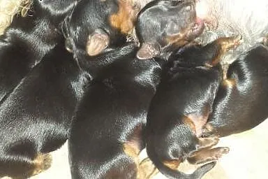 Yorkshire Terrier ,  łódzkie Zduńska Wola