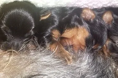 Yorkshire Terrier ,  łódzkie Zduńska Wola