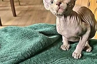 Gotowy do odbioru! Sfinks Bursztynowy *domowa hodowla* SPH SPHYNX SFINX, Dolnośląskie, Jaworzyna Śląska
