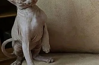 Gotowy do odbioru! Sfinks Bursztynowy *domowa hodowla* SPH SPHYNX SFINX, Dolnośląskie, Jaworzyna Śląska