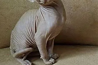 Gotowy do odbioru! Sfinks Bursztynowy *domowa hodowla* SPH SPHYNX SFINX, Dolnośląskie, Jaworzyna Śląska