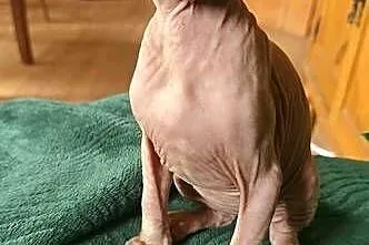 Gotowy do odbioru! Sfinks Bursztynowy *domowa hodowla* SPH SPHYNX SFINX, Dolnośląskie, Jaworzyna Śląska