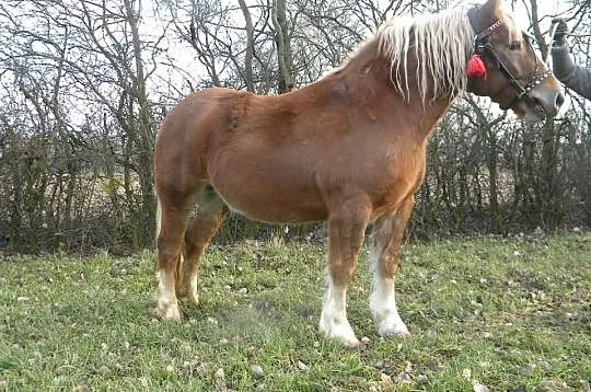 Klacz zimnokrwista sztumska