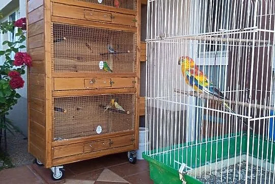 Sprzedam papugi świergotki, Mazowieckie, Zgórze