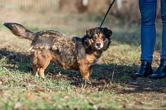 Nuka, mały pies z wielkim sercem do pokochania!