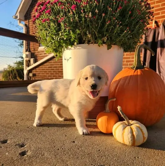 Most beautiful and outstanding Golden Retriever puppies ready to make a new family awe, , Warta Bolesławiecka