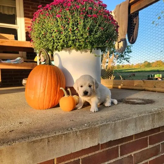 Most beautiful and outstanding Golden Retriever puppies ready to make a new family awe, , Warta Bolesławiecka
