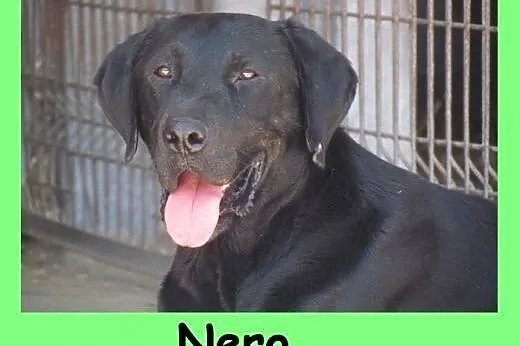 Nero - czarny labek do pokochania,  małopolskie Kr