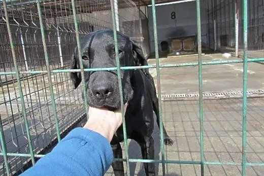 Nero - czarny labek do pokochania,  małopolskie Kr