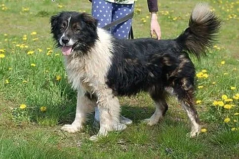 Horacy - do pilnej adopcji ,  mazowieckie Żyrardów