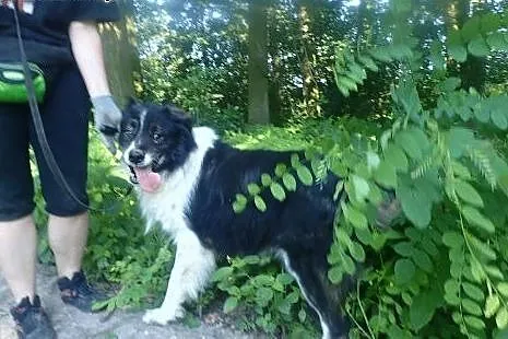 Horacy - do pilnej adopcji ,  mazowieckie Żyrardów