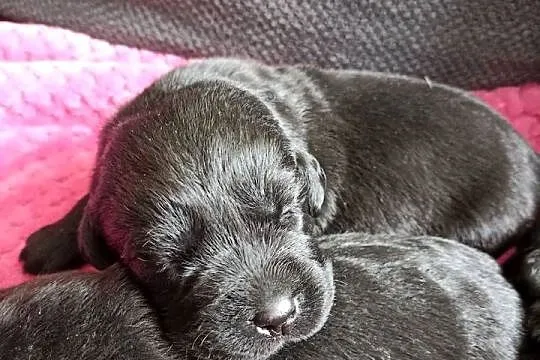 Labrador Retriever szczeniaki, Lubelskie, Lubartów