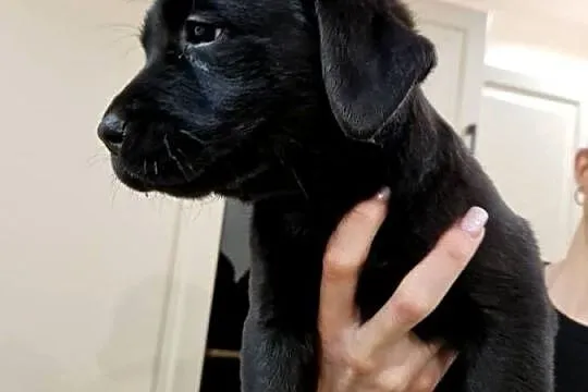 Labrador Retriever suczka gotowa do odbioru, Wielkopolskie, Gostyń