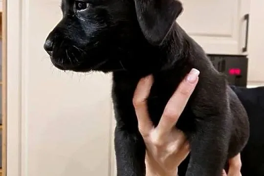 Labrador Retriever suczka gotowa do odbioru, Wielkopolskie, Gostyń
