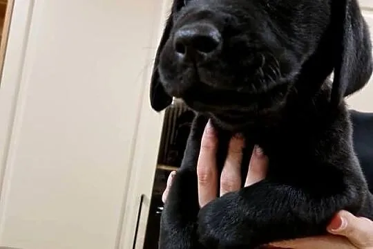 Labrador Retriever suczka gotowa do odbioru, Wielkopolskie, Gostyń