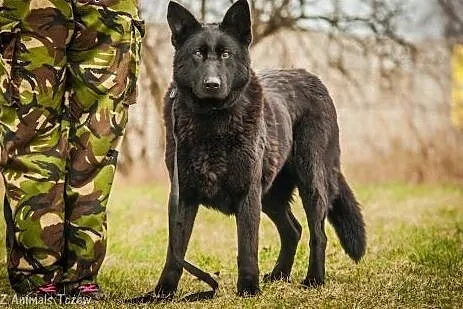 OTOZ Animals - Tajga - suczka w typie owczarka szu