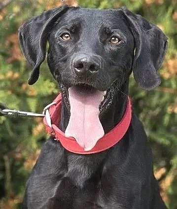 Lary - dwulatek w typie labradora szuka domku, po