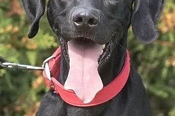 Lary - dwulatek w typie labradora szuka domku,  po