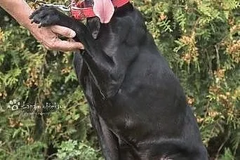 Lary - dwulatek w typie labradora szuka domku,  po