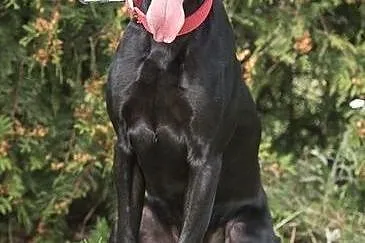 Lary - dwulatek w typie labradora szuka domku,  po
