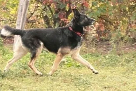 Pies Kodi marzy o własnym domu i kimś kto go pokoc