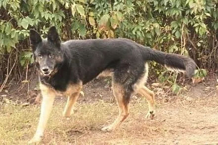 Pies Kodi marzy o własnym domu i kimś kto go pokoc