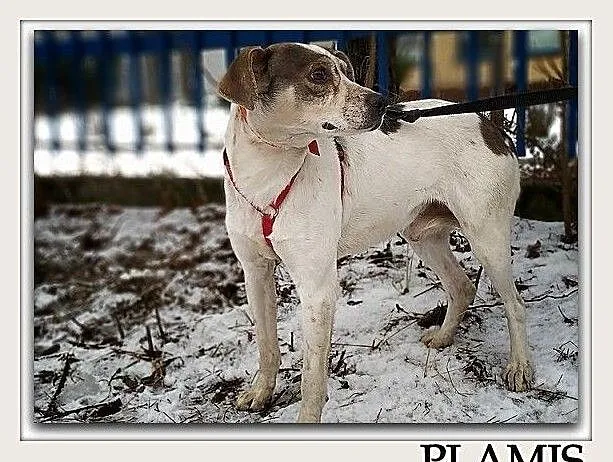 Średni 1,5 roczny,łagodny,nieśmiały,przytulaśny,zaszczepiony piesek PLAMIŚ.Adopcja., , Bydgoszcz