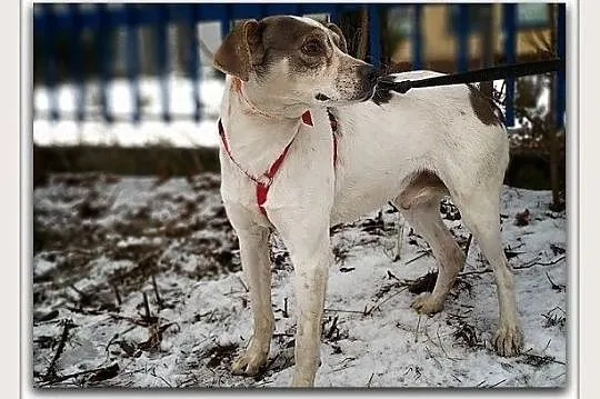 Średni 1,5 roczny,łagodny,nieśmiały,przytulaśny,zaszczepiony piesek PLAMIŚ.Adopcja., , Bydgoszcz