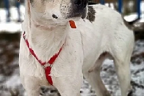 Średni 1,5 roczny,łagodny,nieśmiały,przytulaśny,zaszczepiony piesek PLAMIŚ.Adopcja., , Bydgoszcz