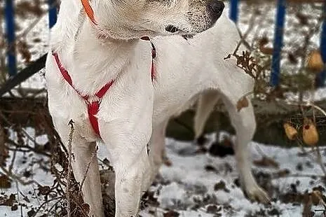 Średni 1,5 roczny,łagodny,nieśmiały,przytulaśny,zaszczepiony piesek PLAMIŚ.Adopcja., , Bydgoszcz