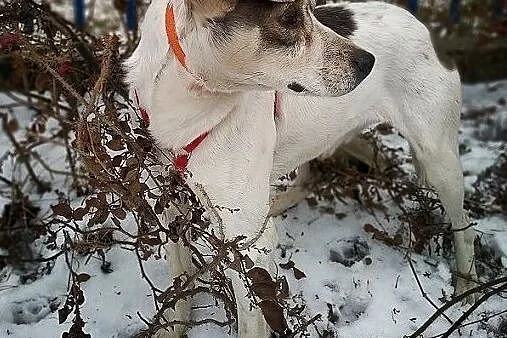 Średni 1,5 roczny,łagodny,nieśmiały,przytulaśny,zaszczepiony piesek PLAMIŚ.Adopcja., , Bydgoszcz