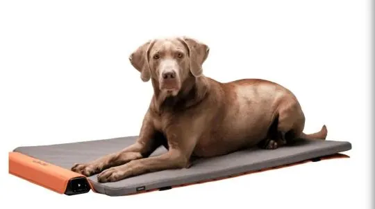BEMER Dog Basic,BEMER Dog Comfort,BEMER Dog Comfort max, , Warszawka