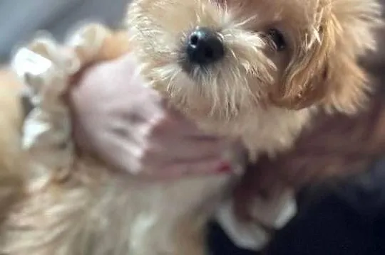 Maltipoo pudel maltanczyk