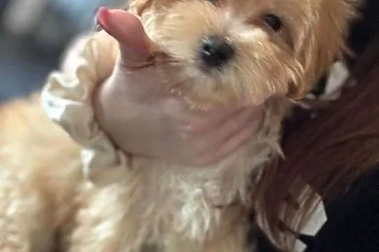 Maltipoo pudel maltanczyk, Śląskie, Rybnik